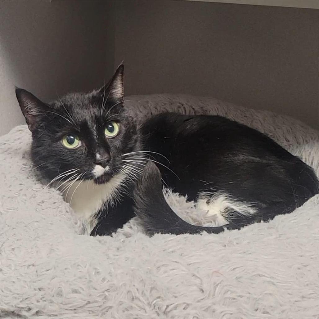 Enlarge Julia Jacklin, a Adoptable Domestic Short Hair in Washougal, WA image 3/3