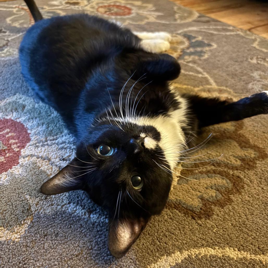 Enlarge Julia, a Adoptable Domestic Short Hair in Washougal, WA image 6/6