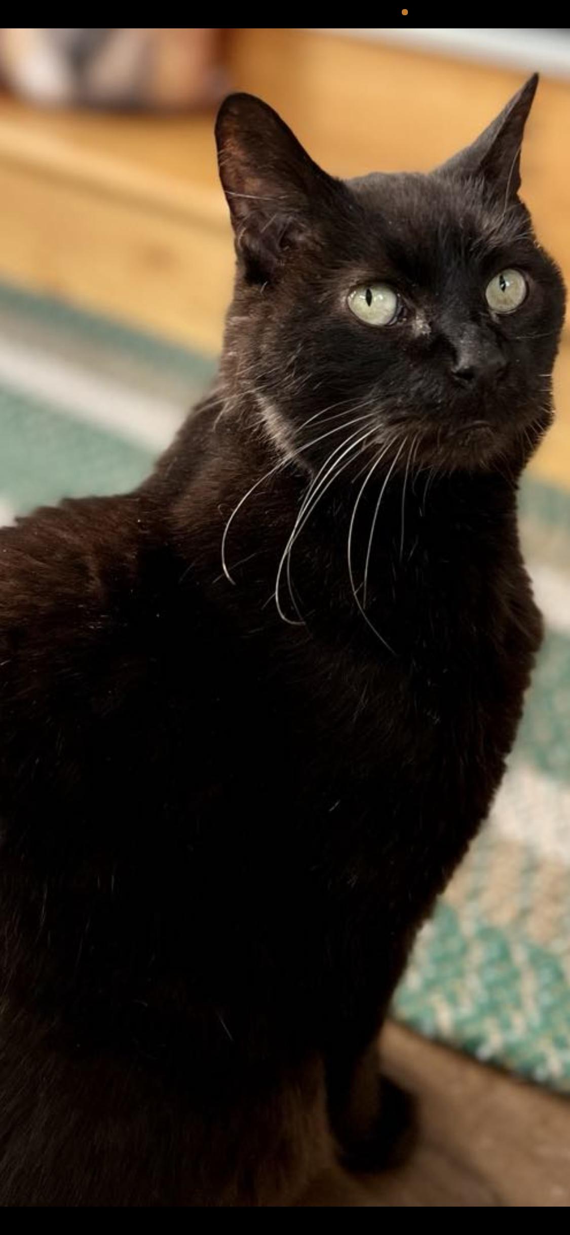 Sharpie, ADOPTABLE, Senior Male Domestic Short Hair.