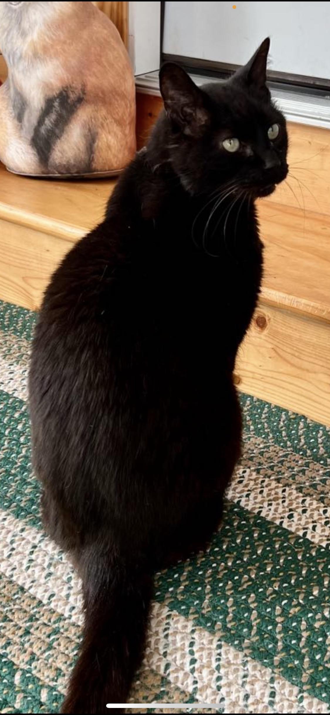 Sharpie, a ADOPTABLE Domestic Short Hair in Saratoga Springs, NY image 2/4