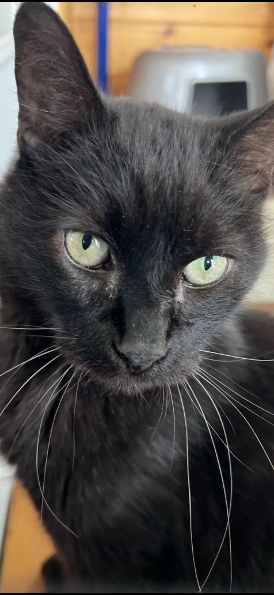 Sharpie, a ADOPTABLE Domestic Short Hair in Saratoga Springs, NY image 3/4