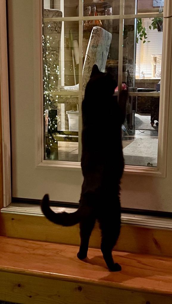 Sharpie, a ADOPTABLE Domestic Short Hair in Saratoga Springs, NY image 4/4