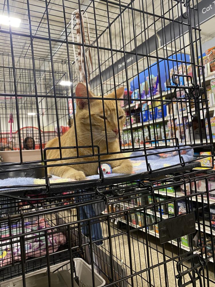 Oscar, a Adoptable Tabby in Fern Park, FL image 1/2