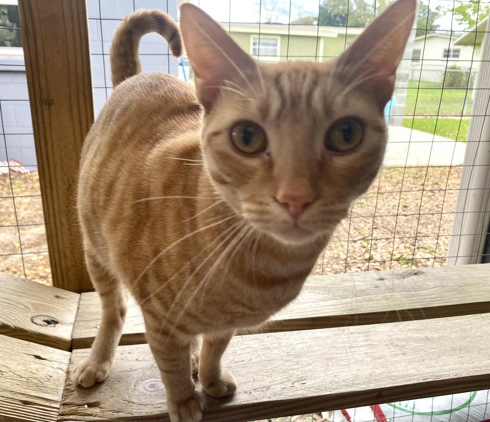 Oscar, a Adoptable Tabby in Fern Park, FL image 2/2