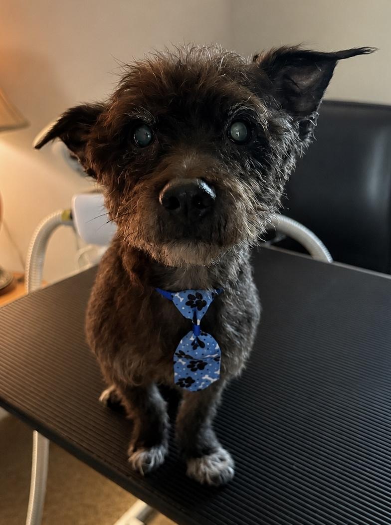 Henry, Adoptable, Senior Male Terrier.