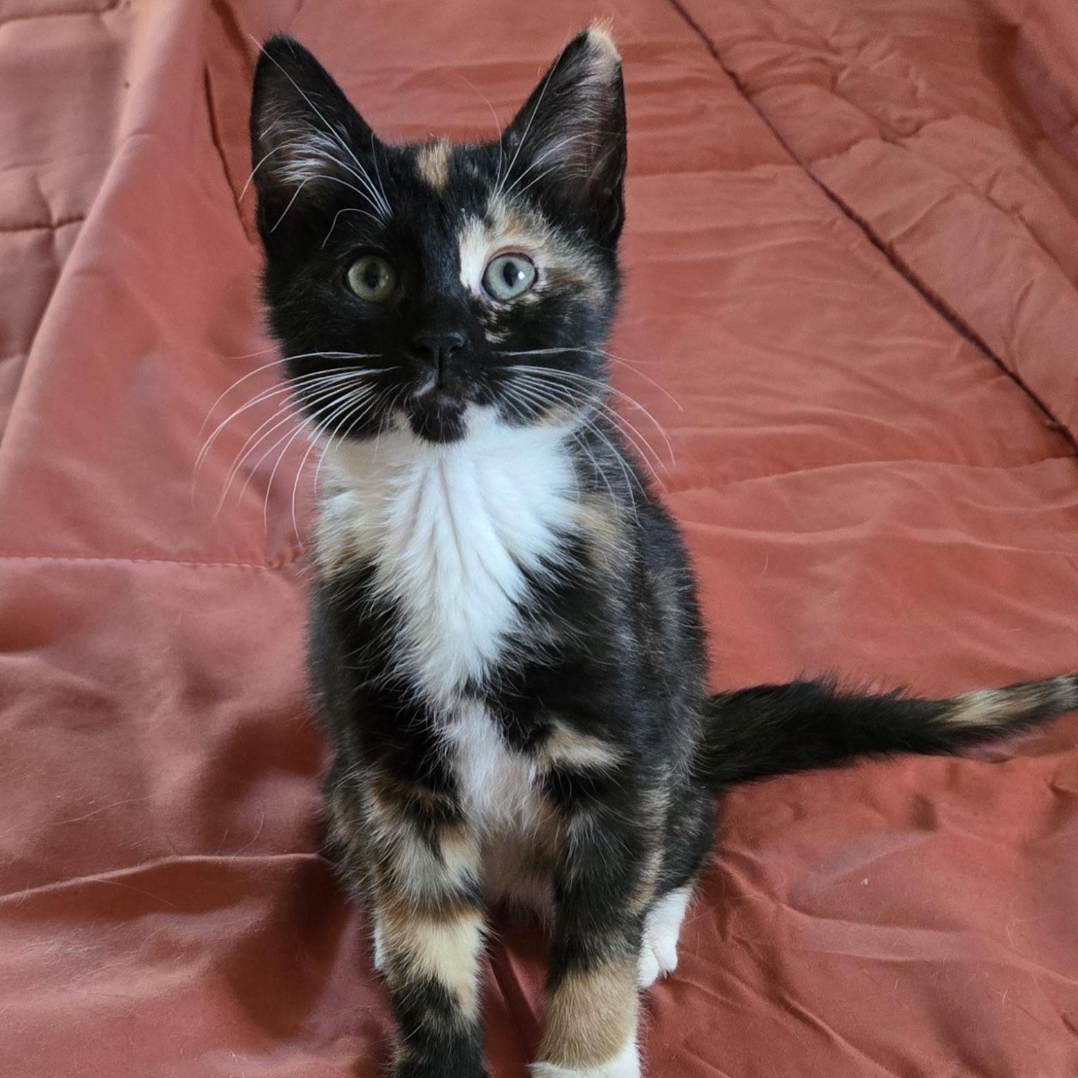 Enlarge Elphaba, an adopted Domestic Short Hair in Colonia, NJ image 1/4