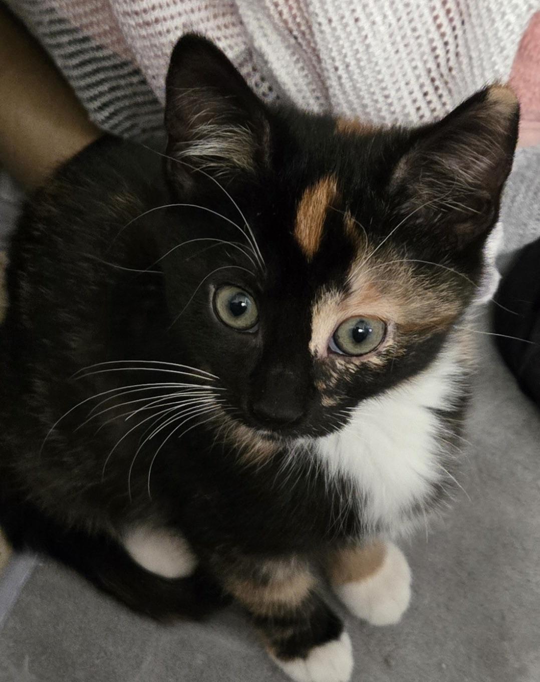 Enlarge Elphaba, an adopted Domestic Short Hair in Colonia, NJ image 2/4