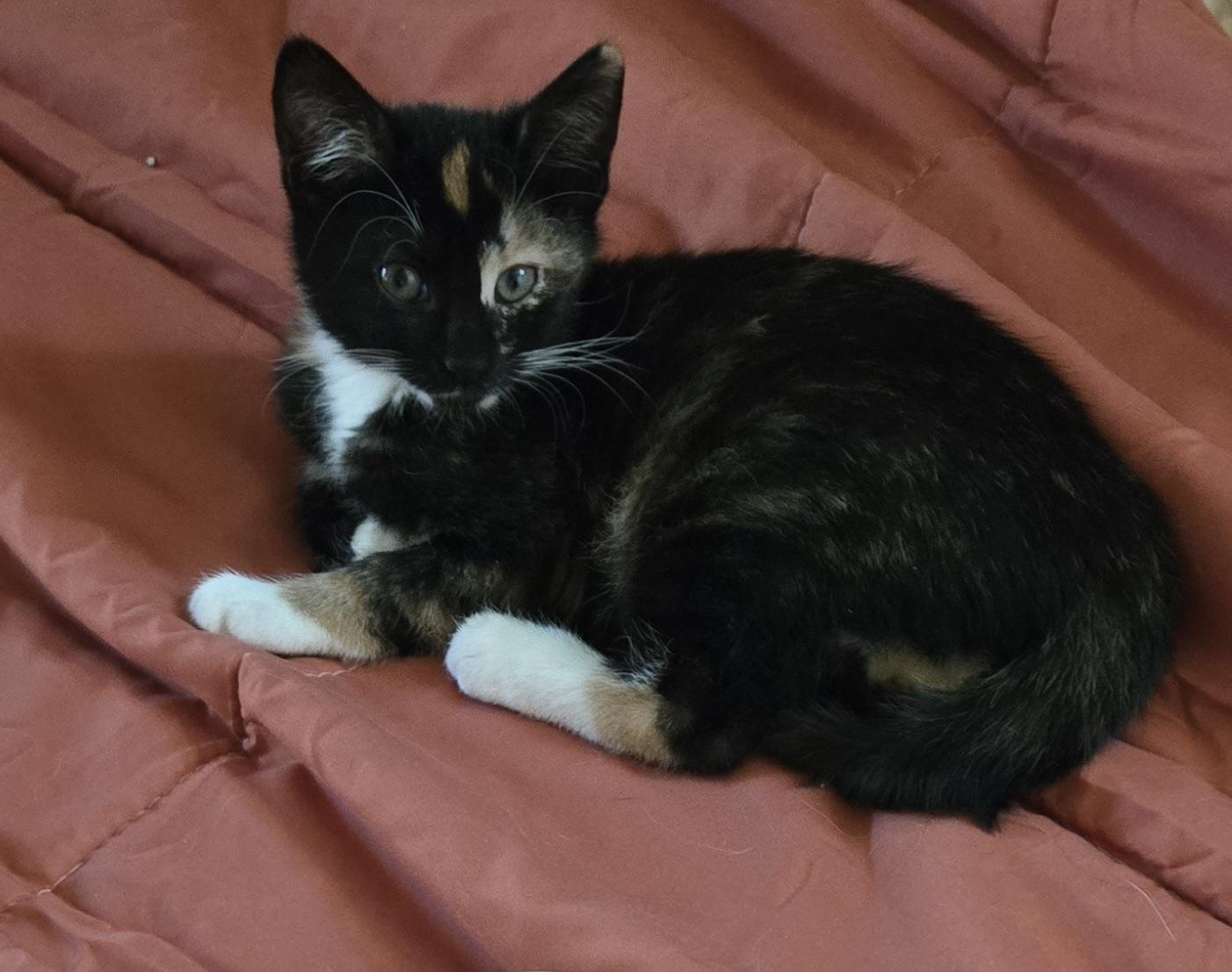 Enlarge Elphaba, an adopted Domestic Short Hair in Colonia, NJ image 4/4