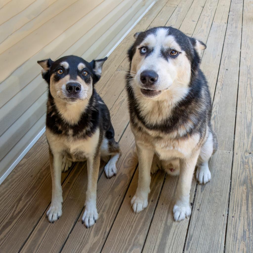 Luka, Adoptable, Adult Male Siberian Husky.