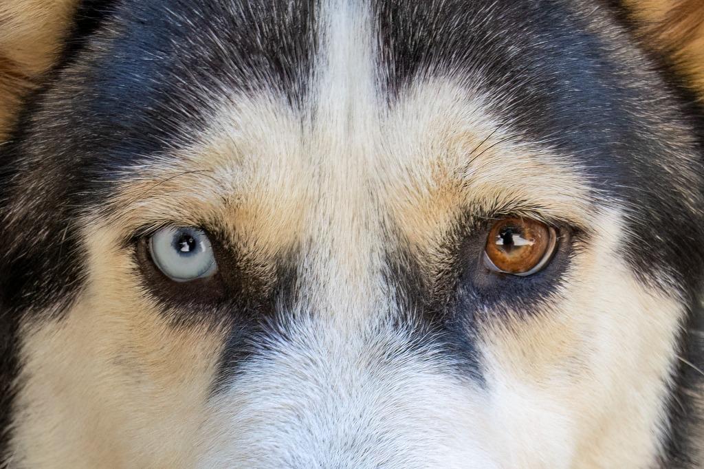 Enlarge Luka, a Adoptable Siberian Husky in Hot Springs Village, AR image 2/4