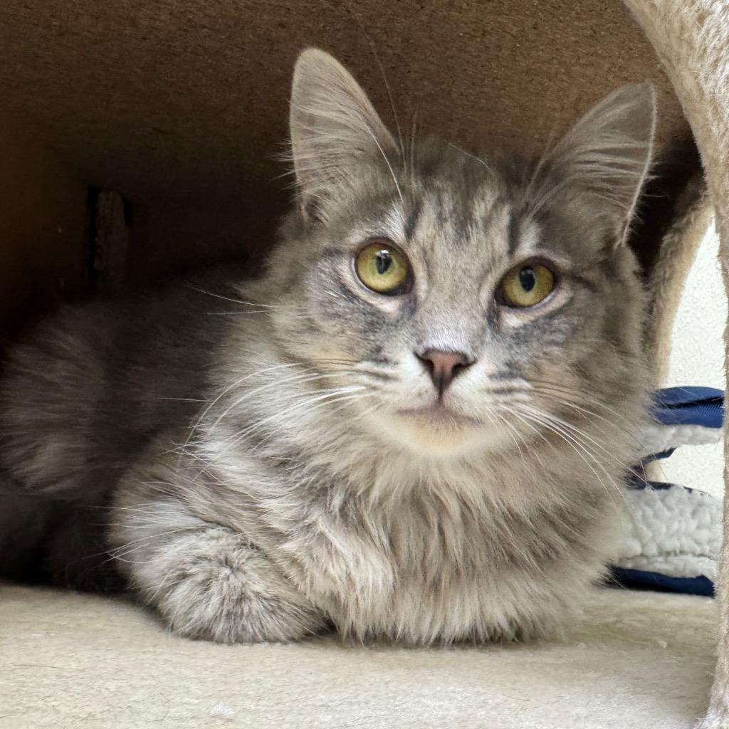 Oliver, Adoptable, Kitten Male Domestic Medium Hair.