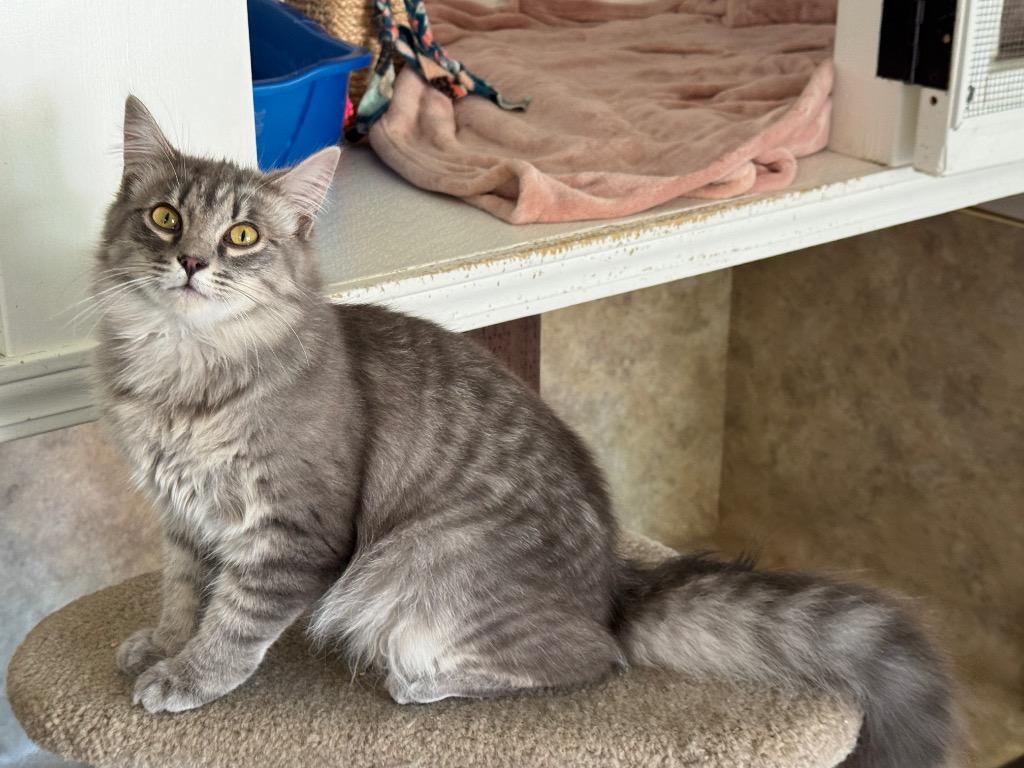 Enlarge Oliver, a Adoptable mixed breed in Cambria, CA image 2/5