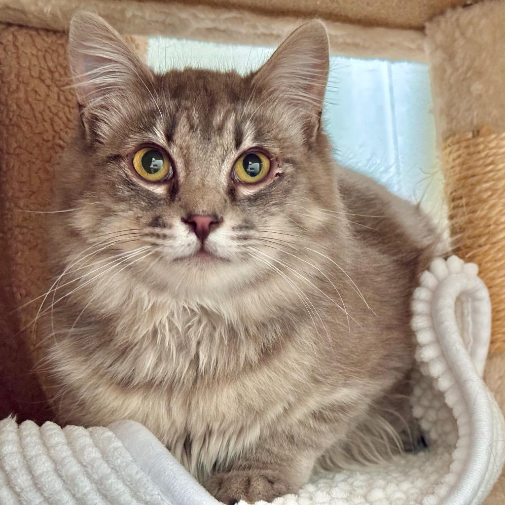 Enlarge Oliver, a Adoptable mixed breed in Cambria, CA image 3/5