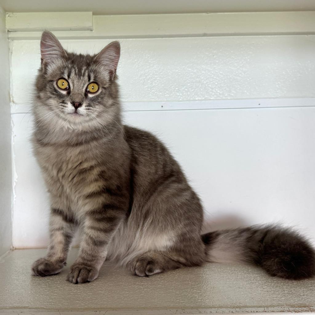 Enlarge Oliver, a Adoptable mixed breed in Cambria, CA image 4/5