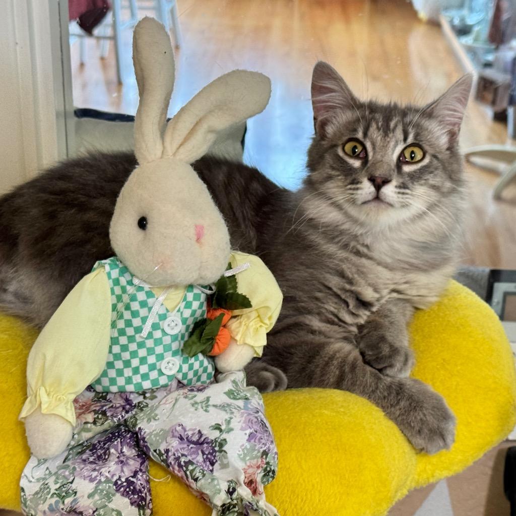 Enlarge Oliver, a Adoptable mixed breed in Cambria, CA image 5/5