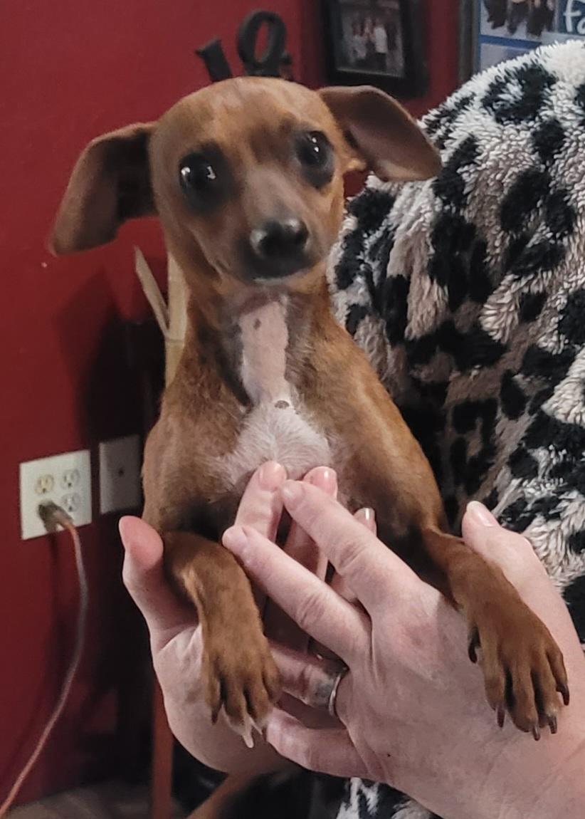 Enlarge Pablo, an adopted mixed breed in Chiefland, FL image 1/1