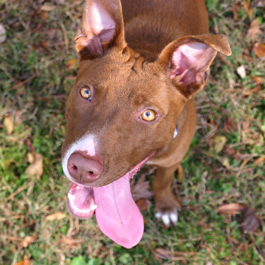 Nutella, Adoptable, Young Female Mixed Breed.