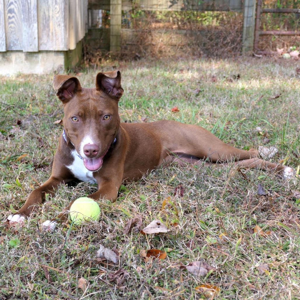 Nutella, a Adoptable Mixed Breed in Greensboro, GA image 2/4