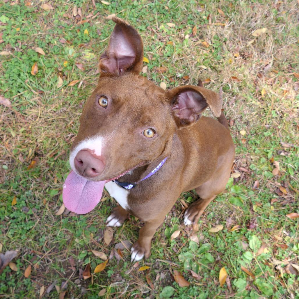 Nutella, a Adoptable Mixed Breed in Greensboro, GA image 3/4