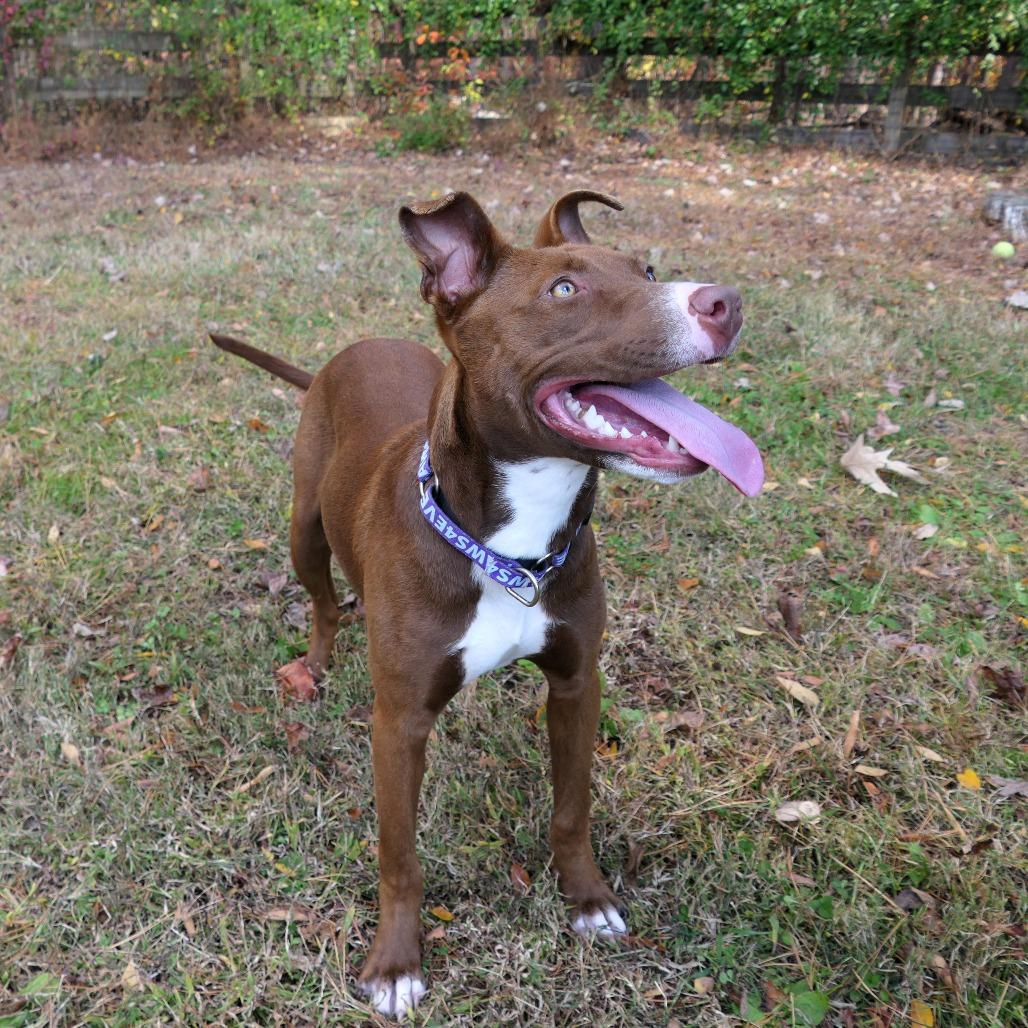 Nutella, a Adoptable Mixed Breed in Greensboro, GA image 4/4