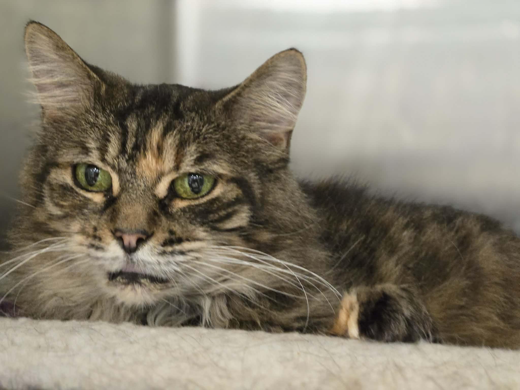 Enlarge Bellatrix, a Adoptable mixed breed in Greensburg, PA image 6/6