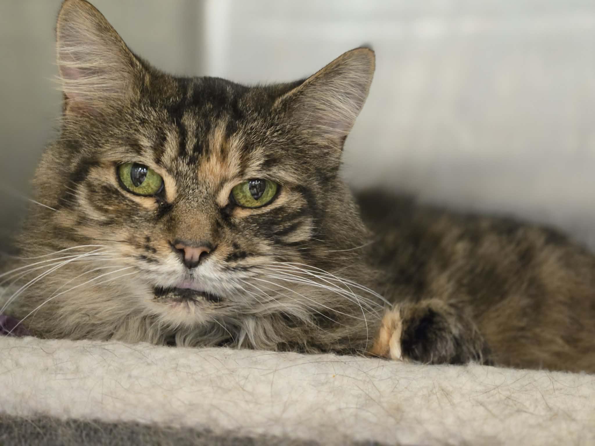 Enlarge Bellatrix, a Adoptable mixed breed in Greensburg, PA image 1/6