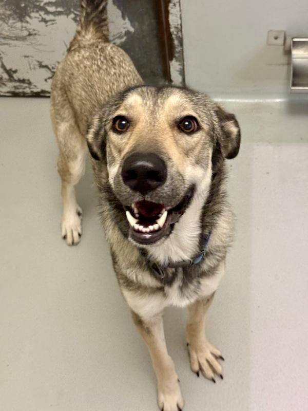 Enlarge Carley, a Adoptable mixed breed in Winnipeg, MB image 1/1