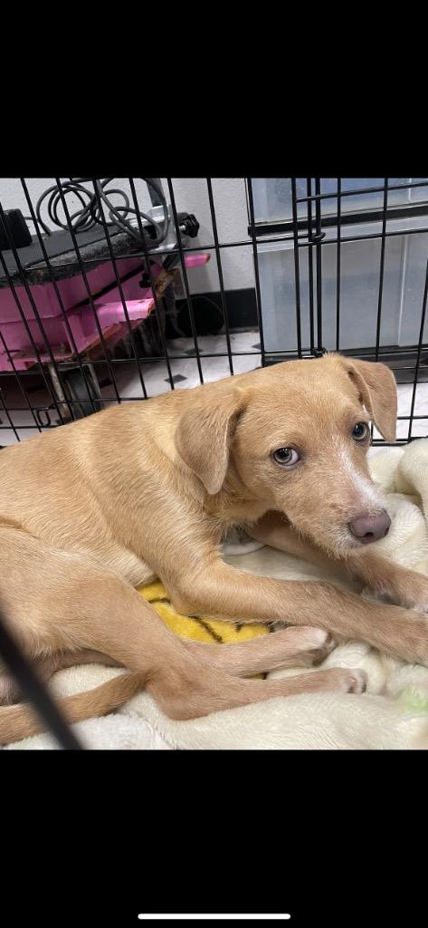 Enlarge Charlie, a ADOPTABLE Terrier in CLINTON, WA image 1/1