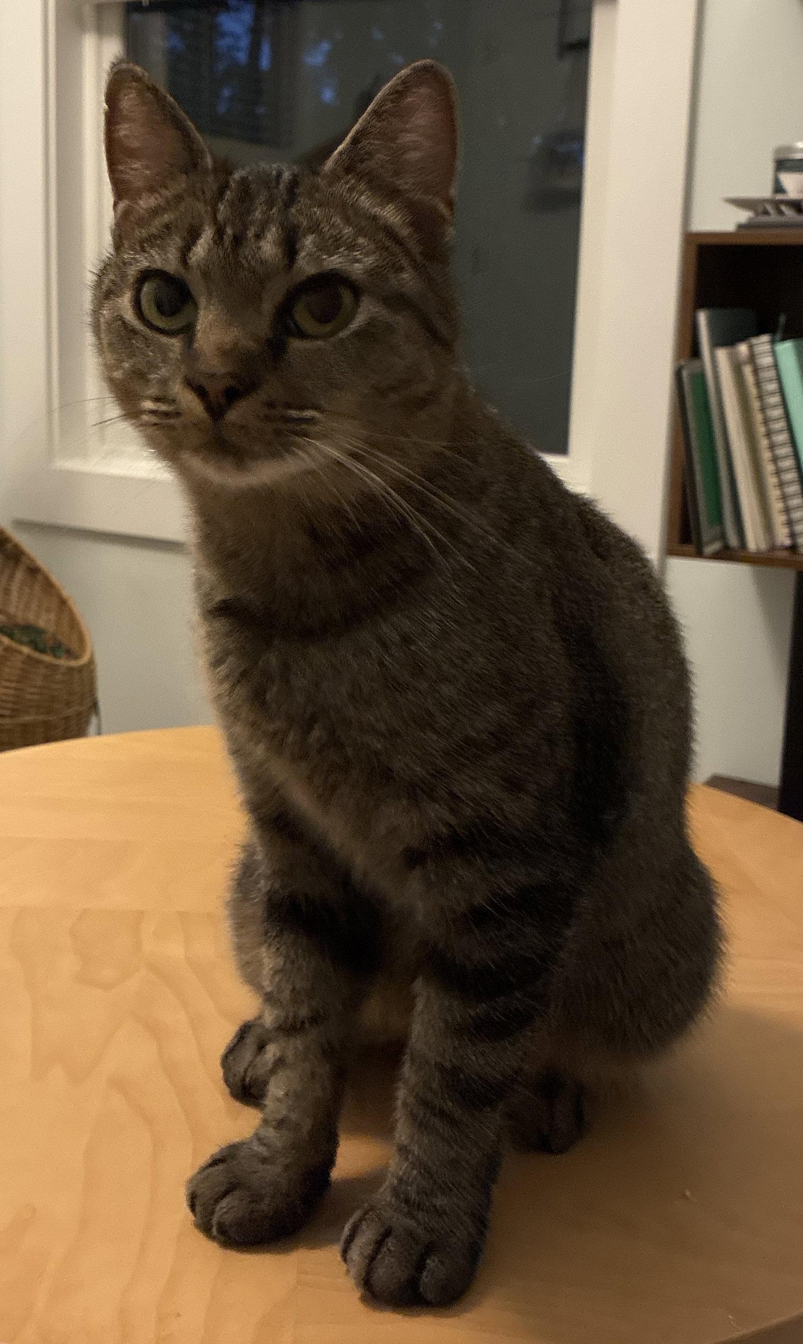 Enlarge Ziggy *Courtesy Listing*, a Adoptable mixed breed in Cookeville, TN image 1/3