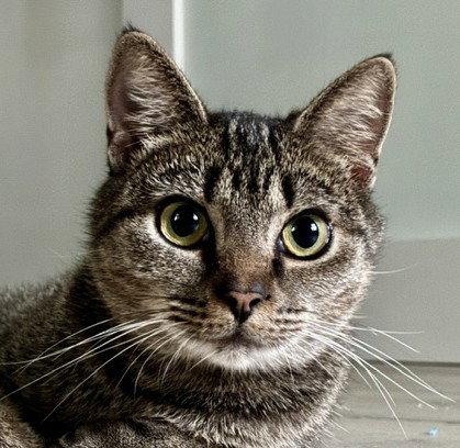 Enlarge Ziggy *Courtesy Listing*, a Adoptable mixed breed in Cookeville, TN image 2/3