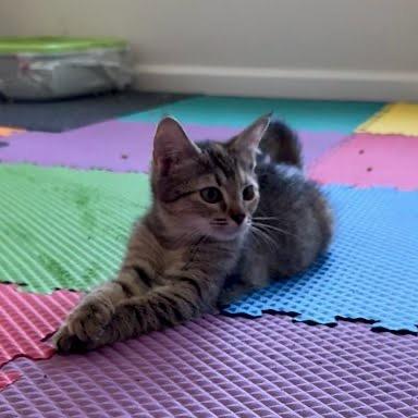Enlarge Intrepid, a Adoptable Domestic Short Hair in Winston Salem, NC image 1/1