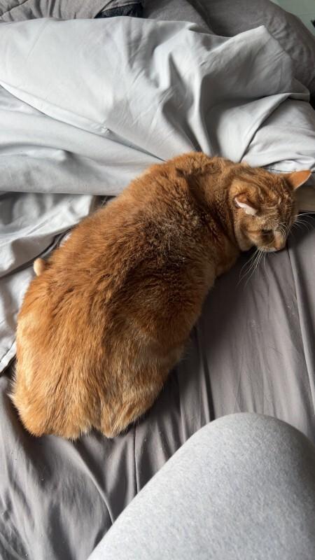 Mango, Adoptable, Adult Male Domestic Short Hair.