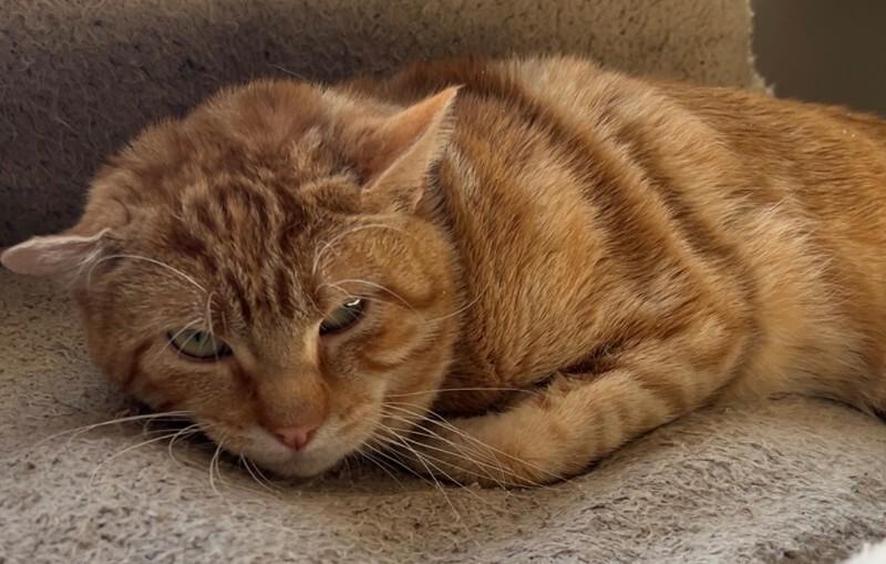 Enlarge Mango, a Adoptable Domestic Short Hair in Yankton, SD image 2/3