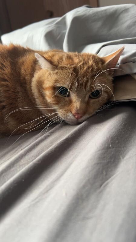 Enlarge Mango, a Adoptable Domestic Short Hair in Yankton, SD image 3/3