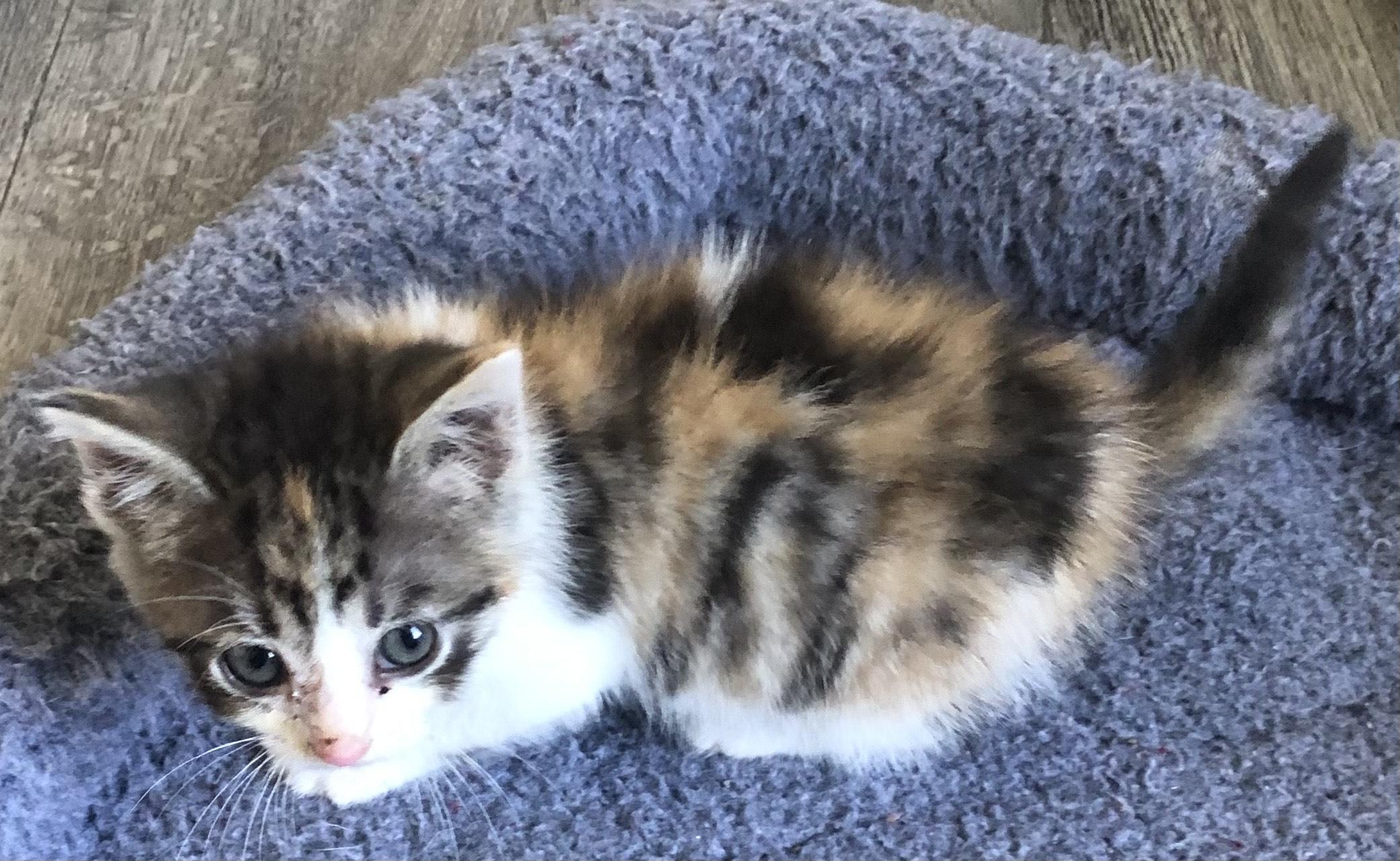 Enlarge Gracy, a ADOPTABLE Calico in San Saba, TX image 1/1