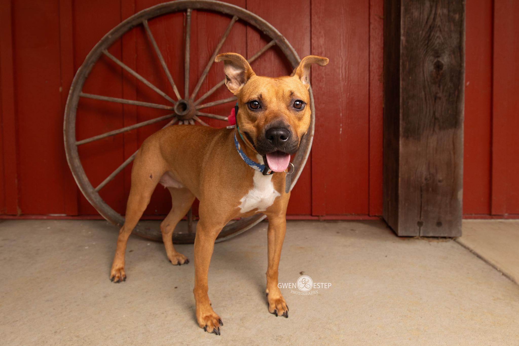 Enlarge Queen, a Adoptable mixed breed in Dayton, OH image 2/6