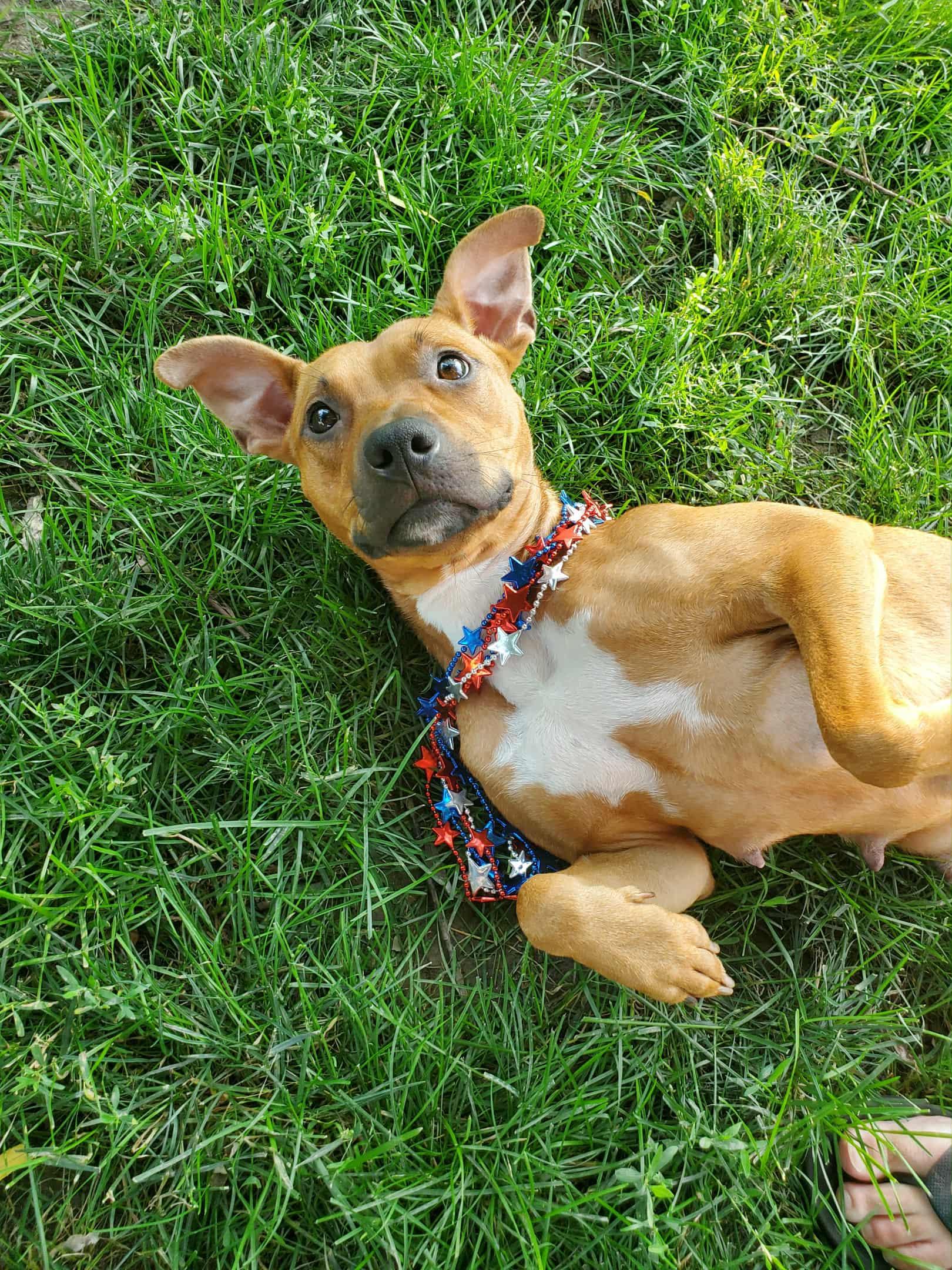 Enlarge Queen, a Adoptable mixed breed in Dayton, OH image 6/6