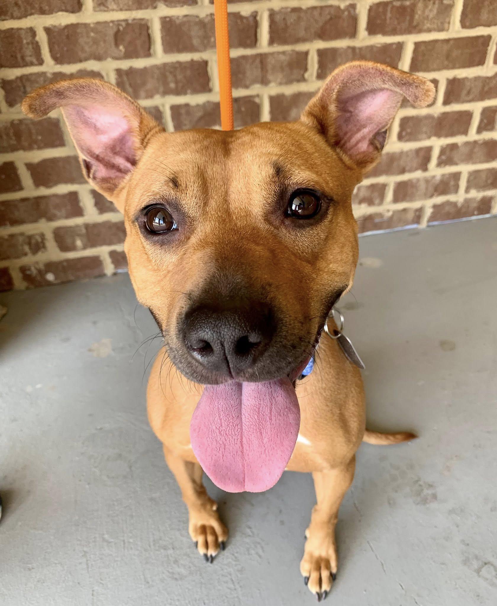 Queen, Adoptable, Young Female Pit Bull Terrier.