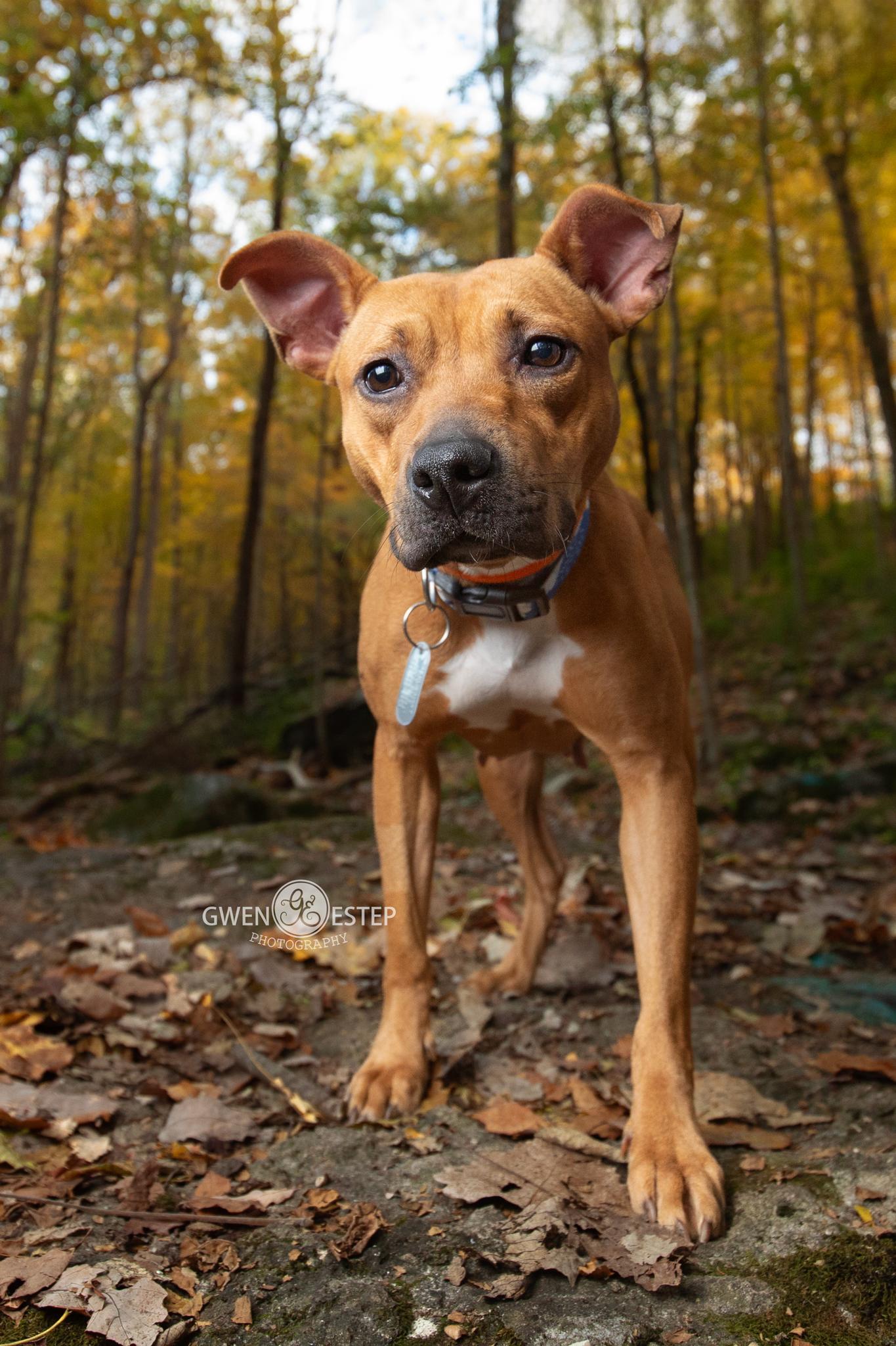 Enlarge Queen, a Adoptable mixed breed in Dayton, OH image 2/6