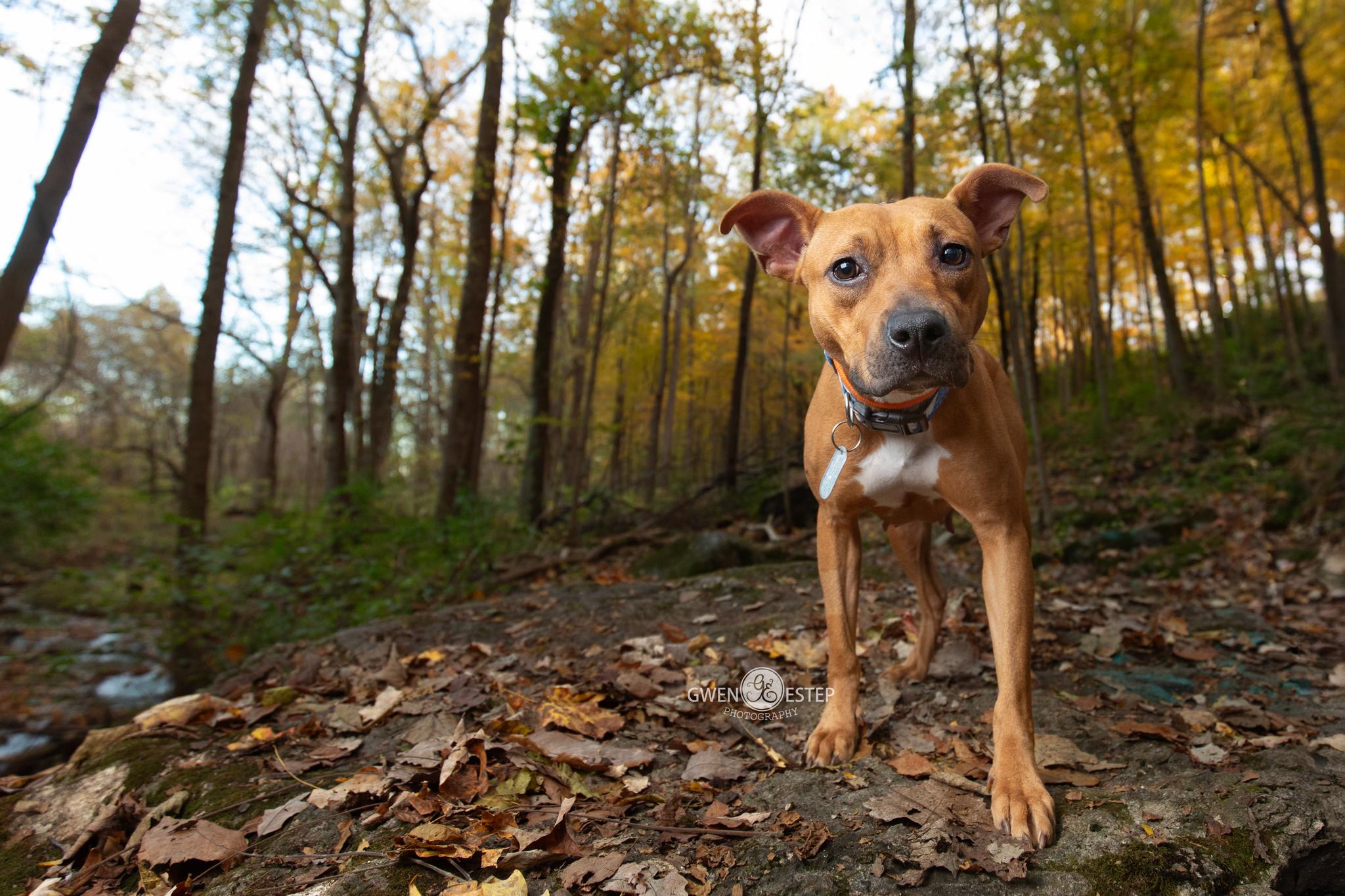 Enlarge Queen, a Adoptable mixed breed in Dayton, OH image 3/6