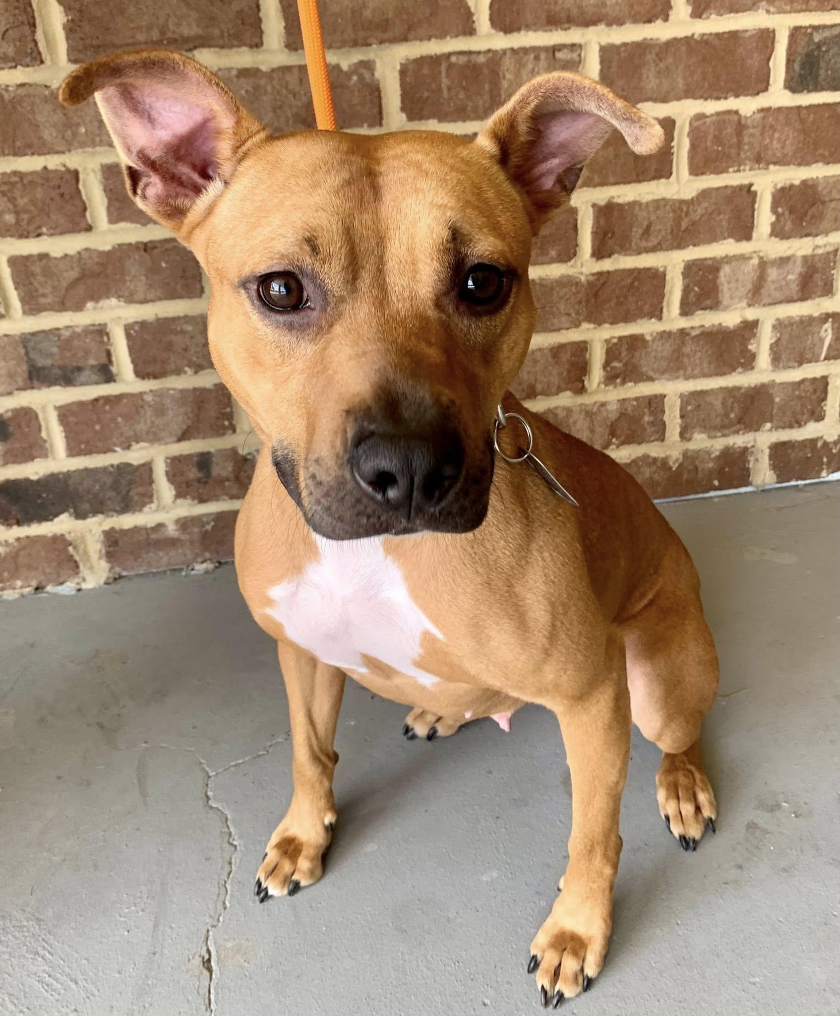Queen, a Adoptable mixed breed in Dayton, OH image 2/6