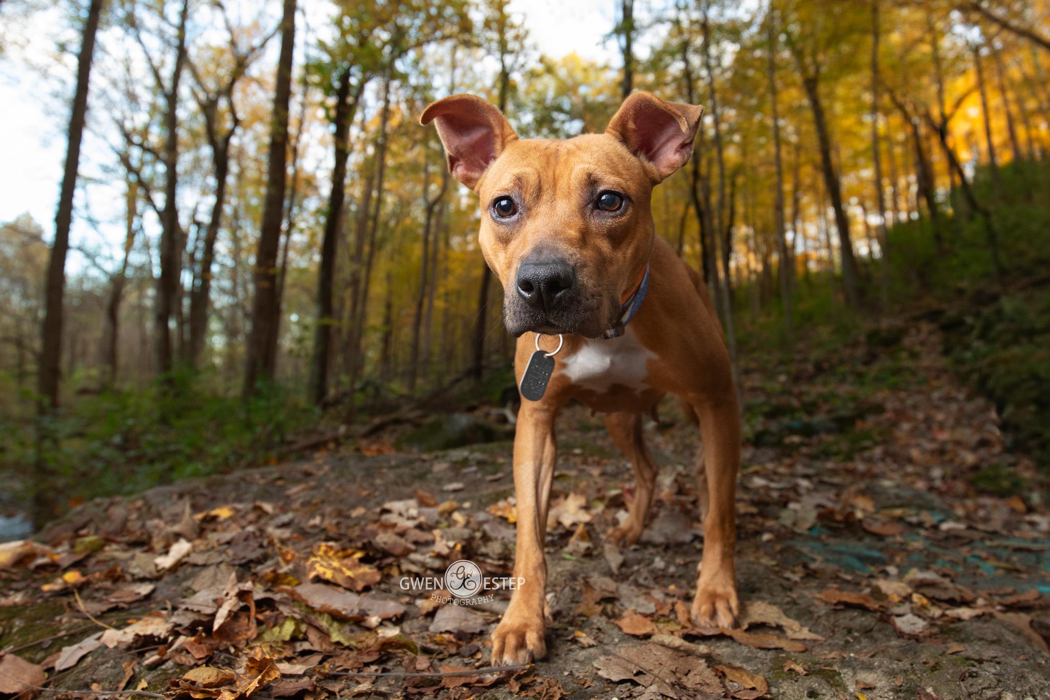 Queen, Adoptable, Young Female Pit Bull Terrier.