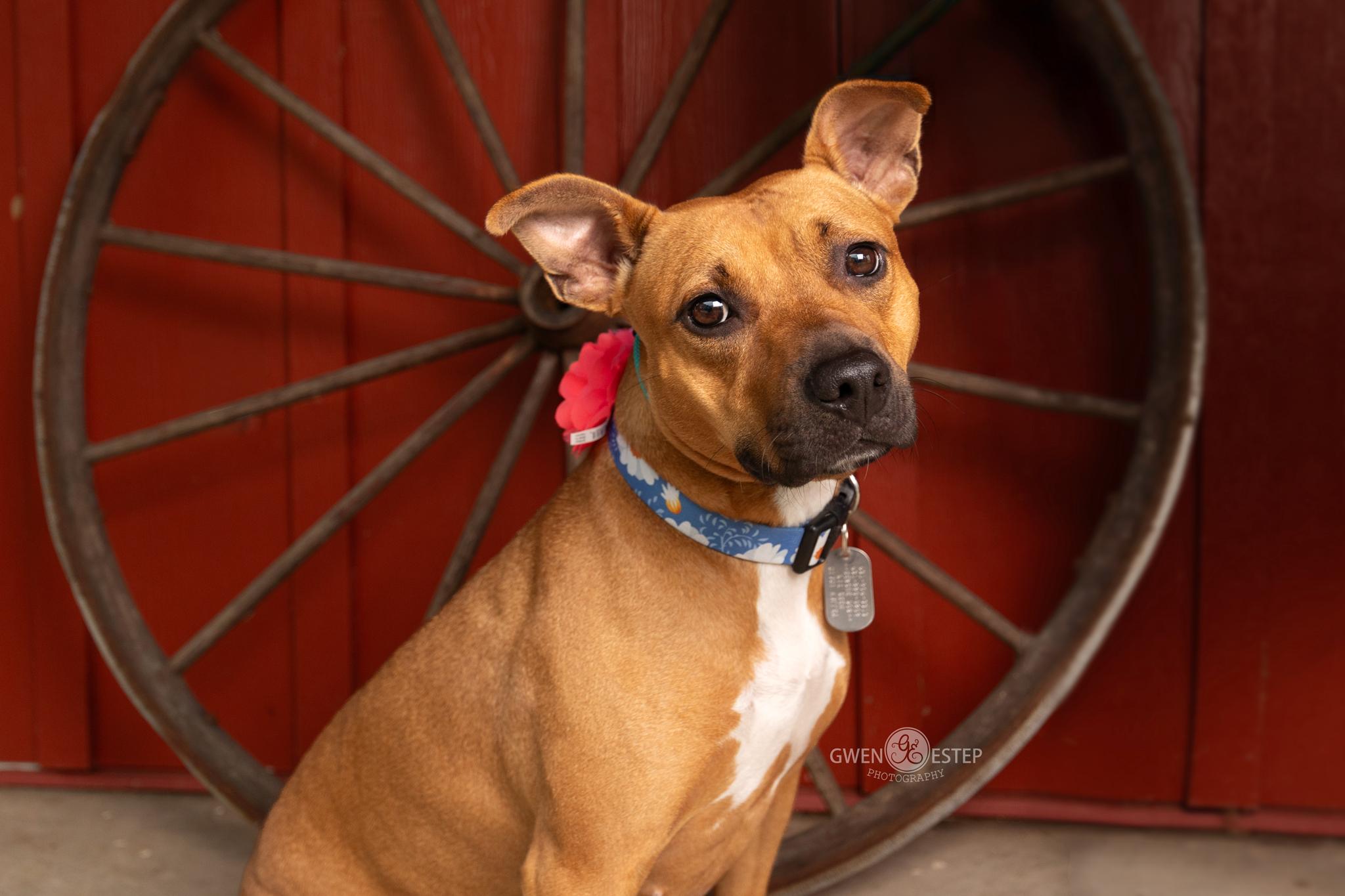 Enlarge Queen, a Adoptable mixed breed in Dayton, OH image 1/6