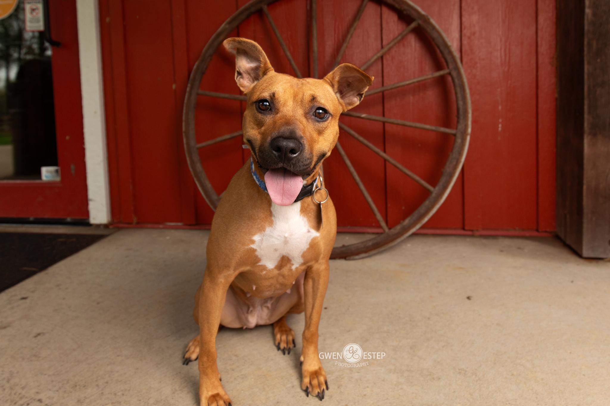 Enlarge Queen, a Adoptable mixed breed in Dayton, OH image 3/6