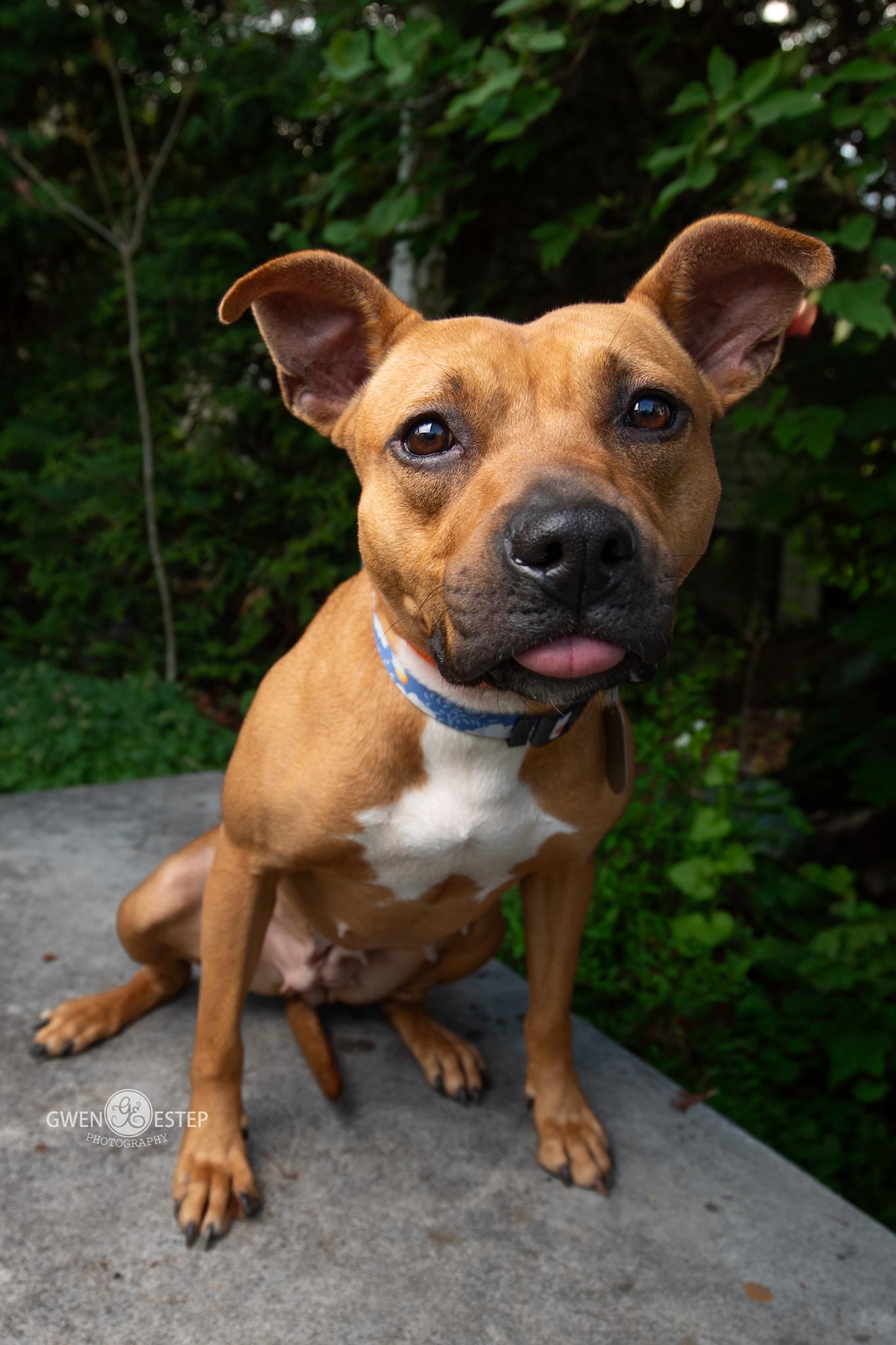 Queen, a Adoptable mixed breed in Dayton, OH image 1/6