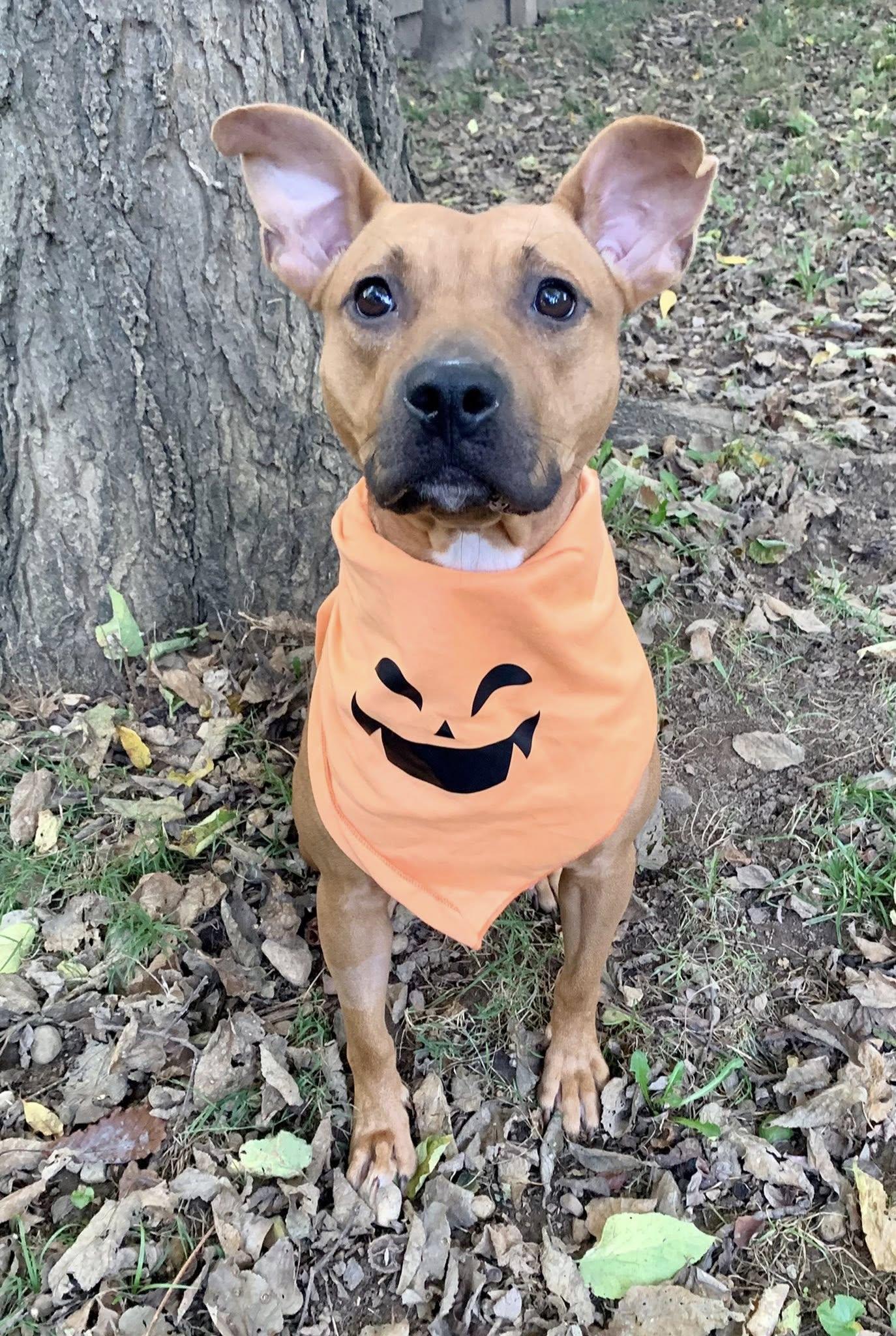 Enlarge Queen, a Adoptable mixed breed in Dayton, OH image 5/6