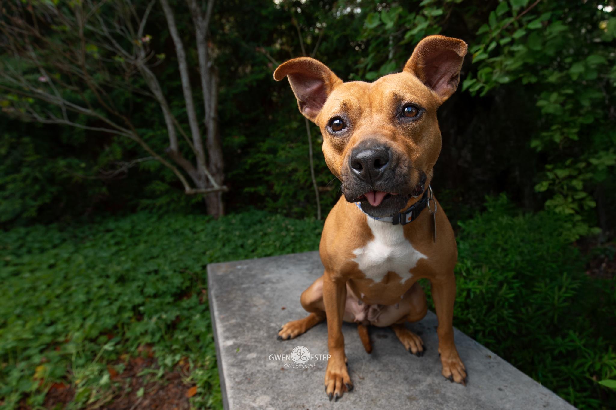 Queen, a Adoptable mixed breed in Dayton, OH image 2/6