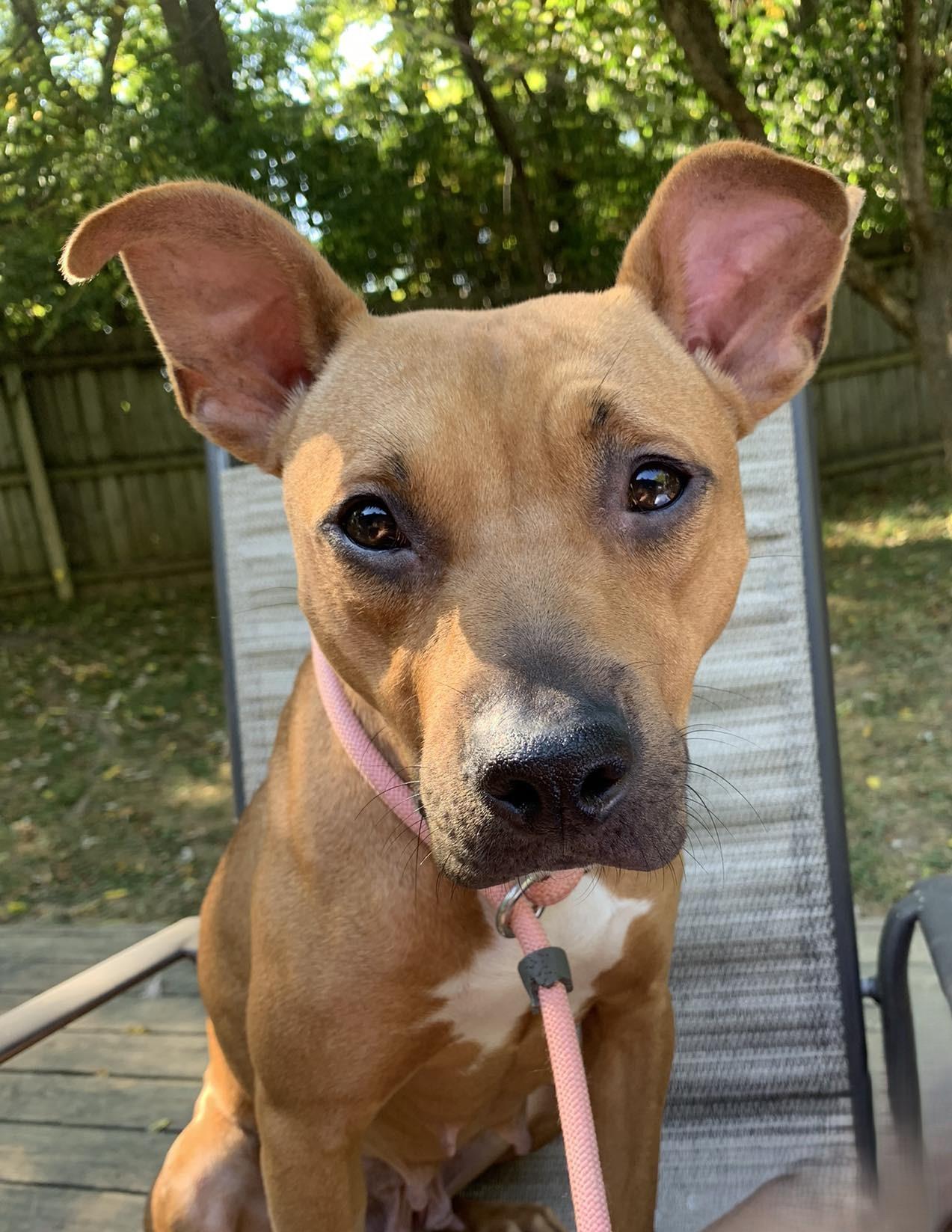 Enlarge Queen, a Adoptable mixed breed in Dayton, OH image 4/6