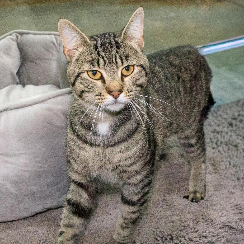 Enlarge Leonardo, a Adoptable Domestic Short Hair in Versailles, KY image 1/3