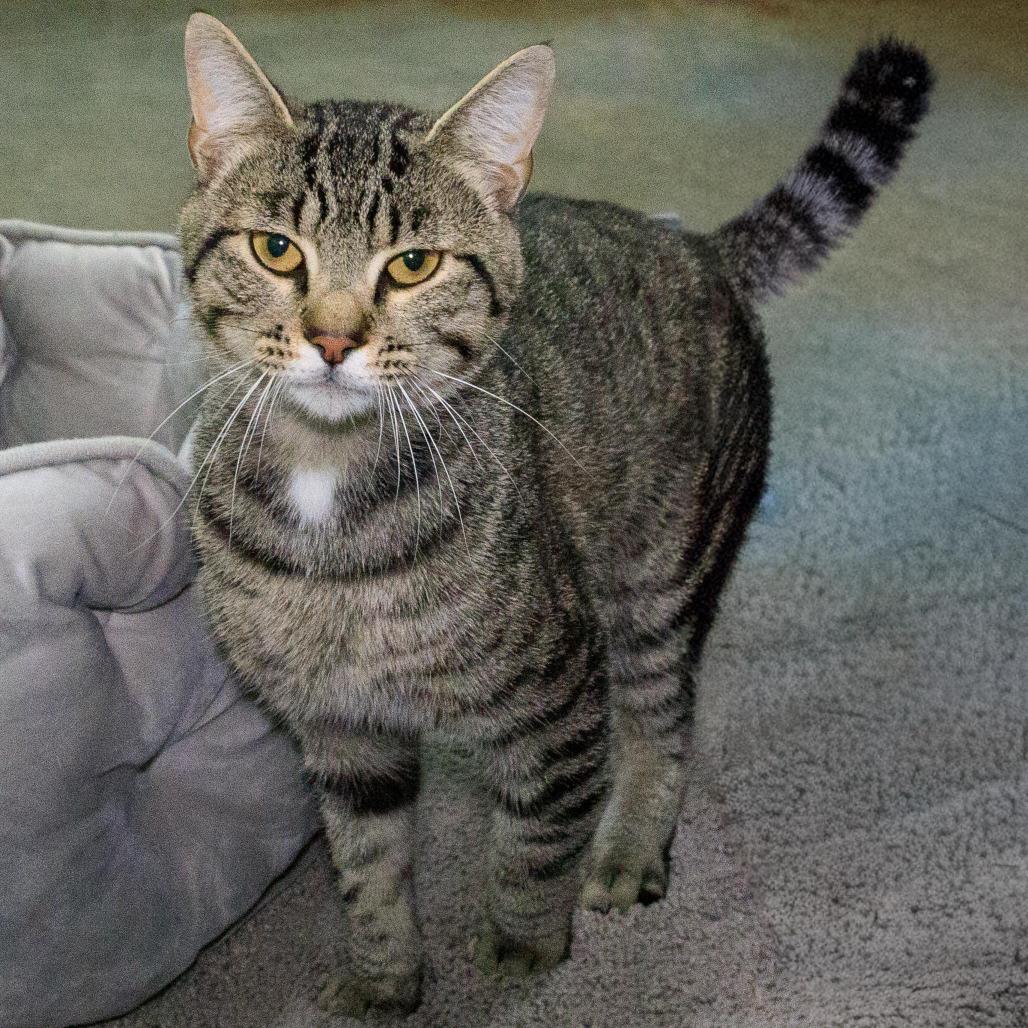 Enlarge Leonardo, a Adoptable Domestic Short Hair in Versailles, KY image 2/3